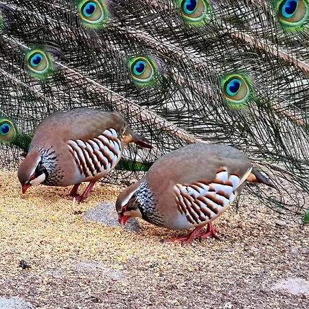 Quinta De Santo Estevao Rural