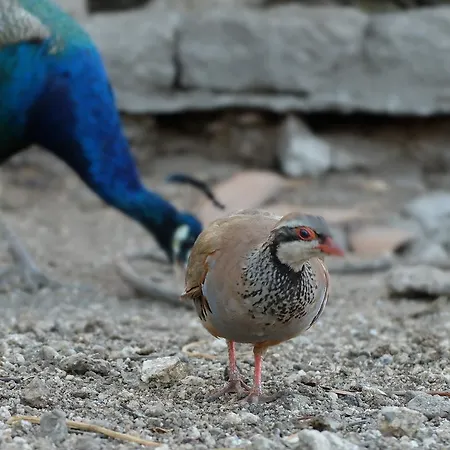 Quinta De Santo Estevao Rural Aguiar da Beira