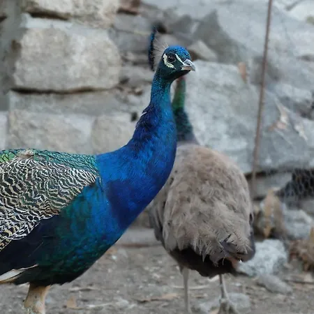 Hotel Quinta De Santo Estevao Rural 4*