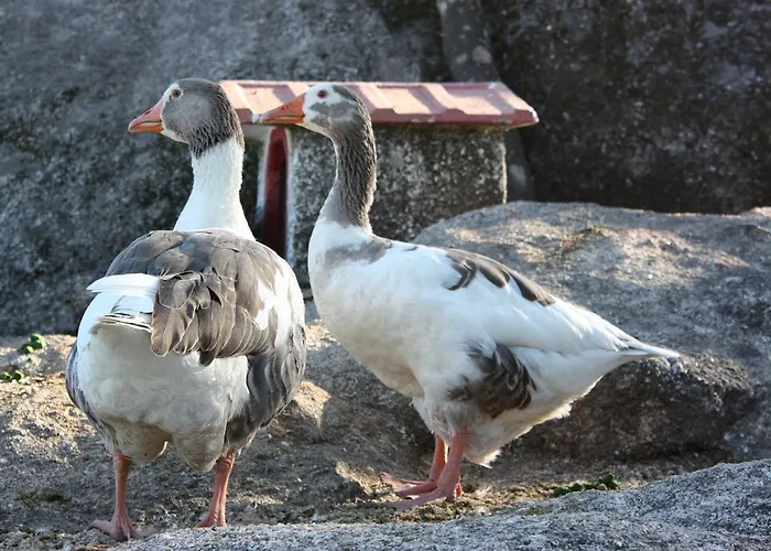 Hotel Quinta De Santo Estêvão Rural Aguiar da Beira