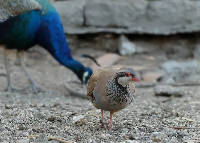 Quinta De Santo Estêvão Rural Aguiar da Beira